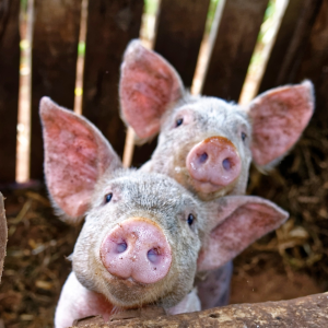 zwei Ferkel in einem Stall schauen mit weit aufgestellten Ohren in die Kamera